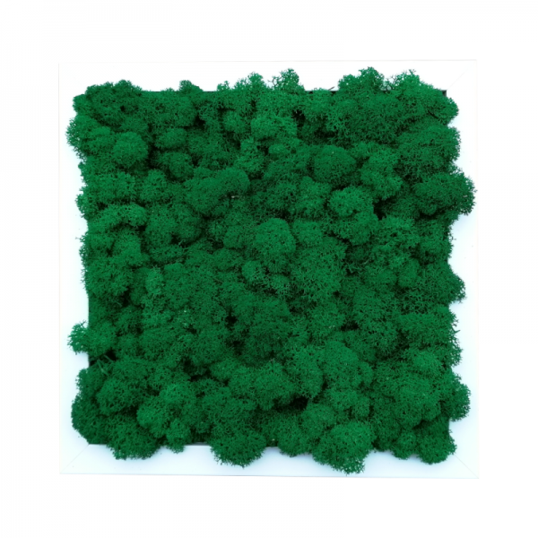 Painting made of medium green reindeer moss in a 25x25cm white wooden frame